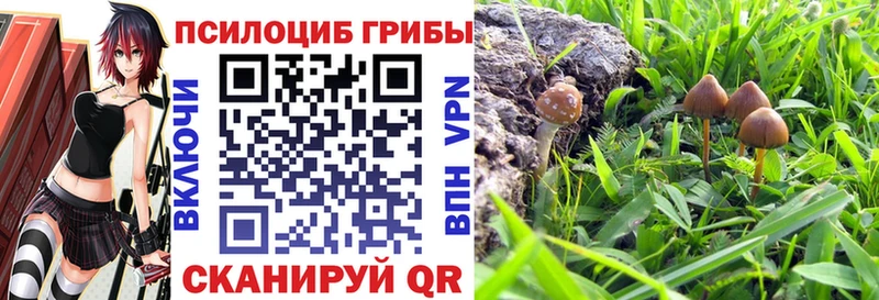 Псилоцибиновые грибы Psilocybe Искитим